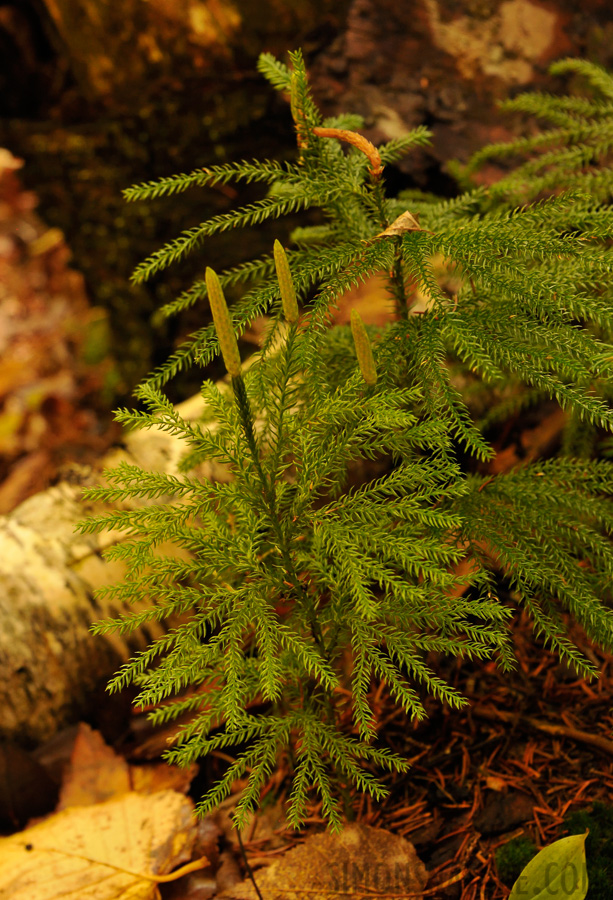 Hike up Mt. Cabot [90 mm, 1/30 sec at f / 7.1, ISO 1600]